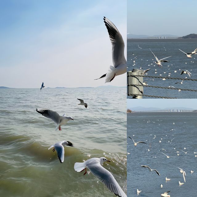 太湖觀鳥終極指南!12個神級地點+觀鳥時間表,錯過等一年 太湖觀鳥終極指南!12個神級地點+觀鳥時間表,錯過等一年