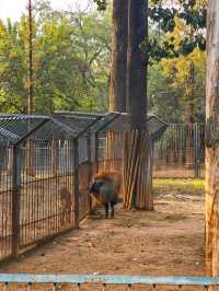 濟南動物園新晉頂流！2個月的小象寶寶必看，治癒一切不開心！
