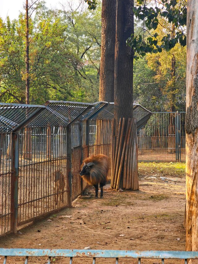 濟南動物園新晉頂流！2個月的小象寶寶必看，治癒一切不開心！
