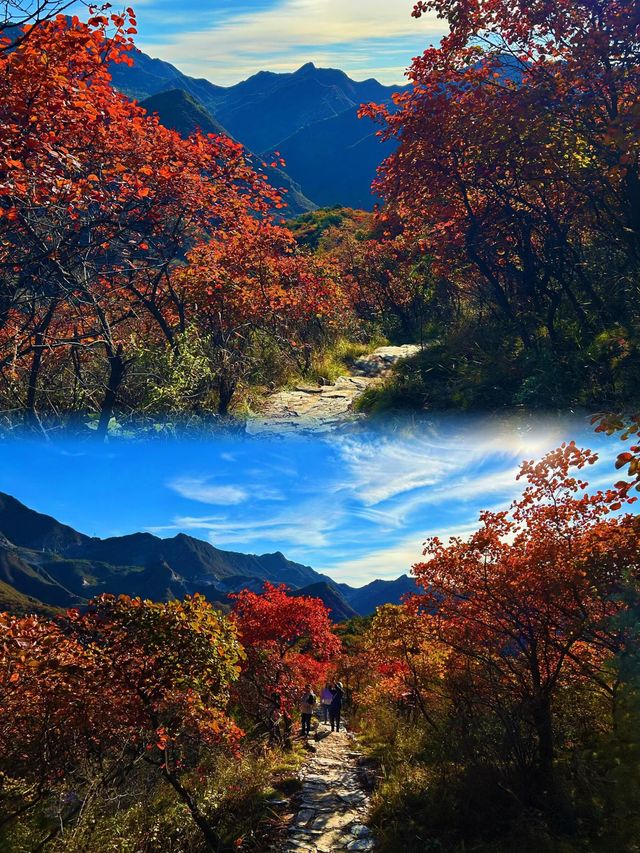 原來這就是國家地理推薦北京紅葉天花板的嗎！