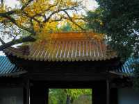 你鏡頭裡的南京秋天，還差這些地方