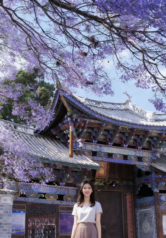 文廟前的藍花楹｜春末夏初的紫色約定