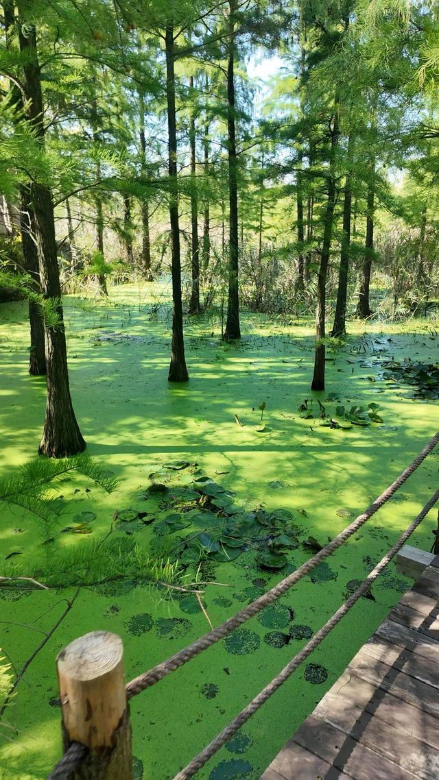 在這裡找到了一片被遺忘的夏天 在這裡找到了一片被遺忘的夏天