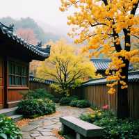 500畝桂花海香到迷路！蘇州西山島賞桂全攻略