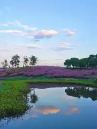 上海秋日限定浪漫，週末快衝！附攻略