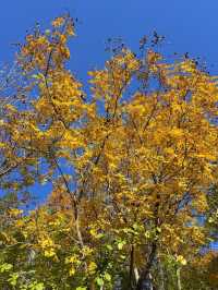 天津南翠屏｜秋日限定！層林盡染美到窒息