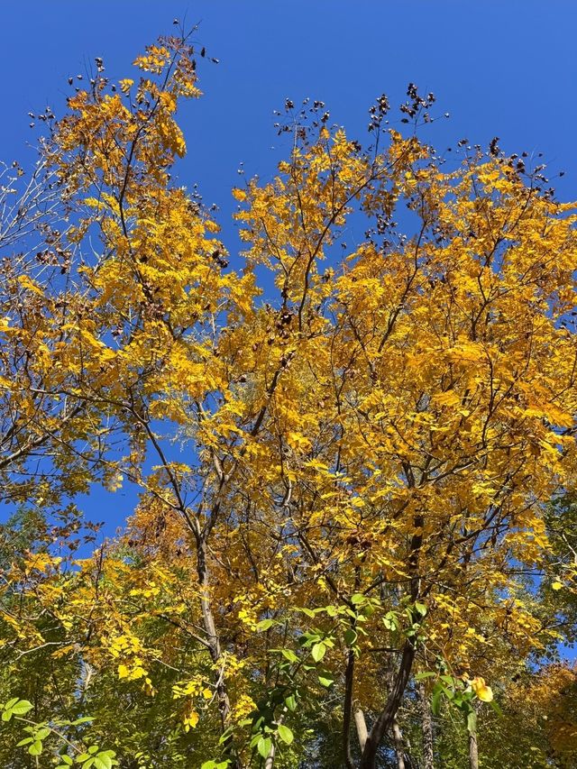 天津南翠屏｜秋日限定！層林盡染美到窒息