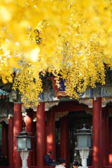 北京旅遊｜北海公園，紅牆黛瓦的最美金秋