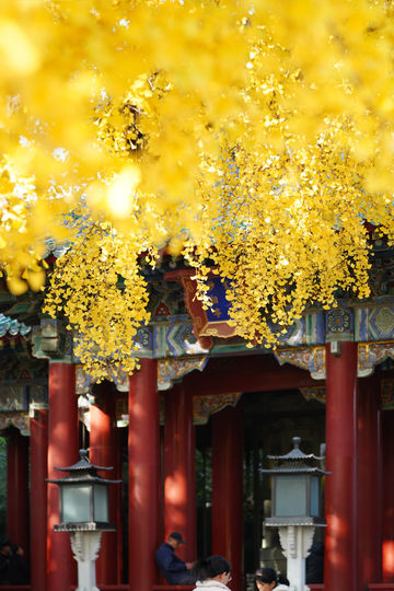 北京旅遊｜北海公園，紅牆黛瓦的最美金秋