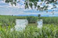 下渚湖國家濕地公園