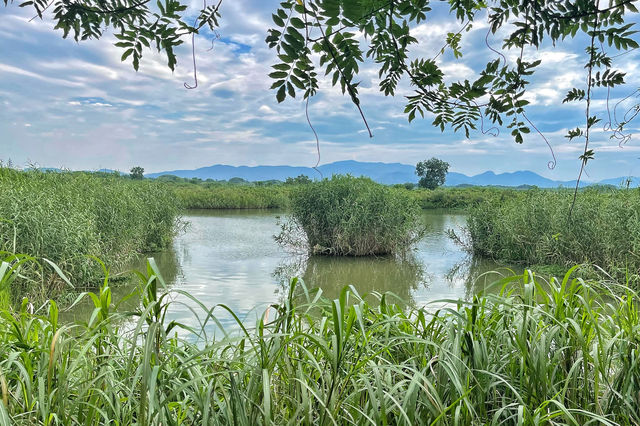 下渚湖國家濕地公園