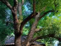 古鎮裡的時光隧道