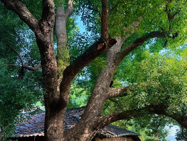 古鎮裡的時光隧道 古鎮裡的時光隧道