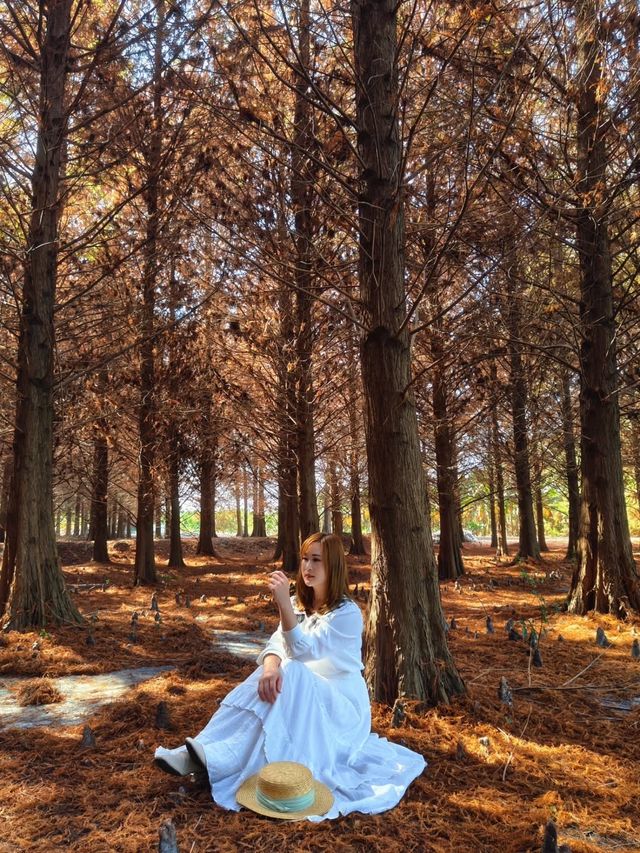 絕美!包場整個落羽松林的韓劇級浪漫 絕美!包場整個落羽松林的韓劇級浪漫