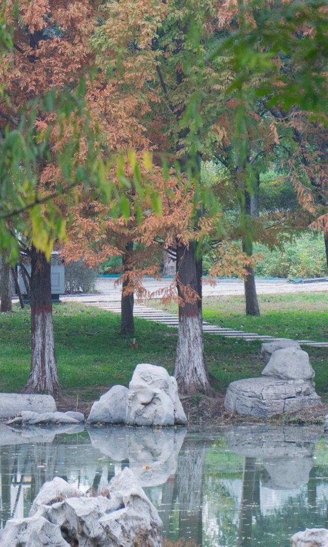 城市中心的秋日童話