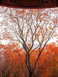 鄭州周邊秋日私藏線!賞千年銀杏,看紅葉漫山