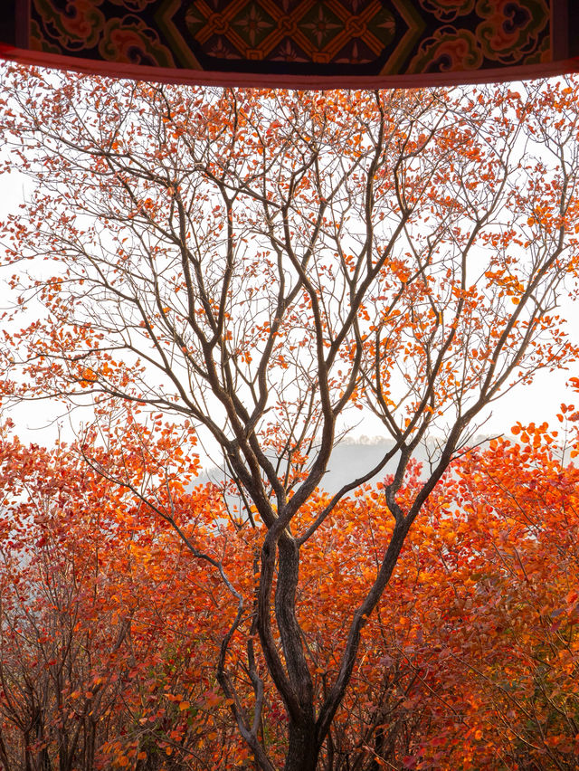 鄭州周邊秋日私藏線!賞千年銀杏,看紅葉漫山 鄭州周邊秋日私藏線!賞千年銀杏,看紅葉漫山