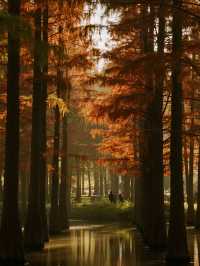 帶娃逛南京秋景！免費又好拍的10個地方