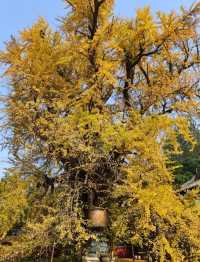 賞銀杏來這裡就對啦