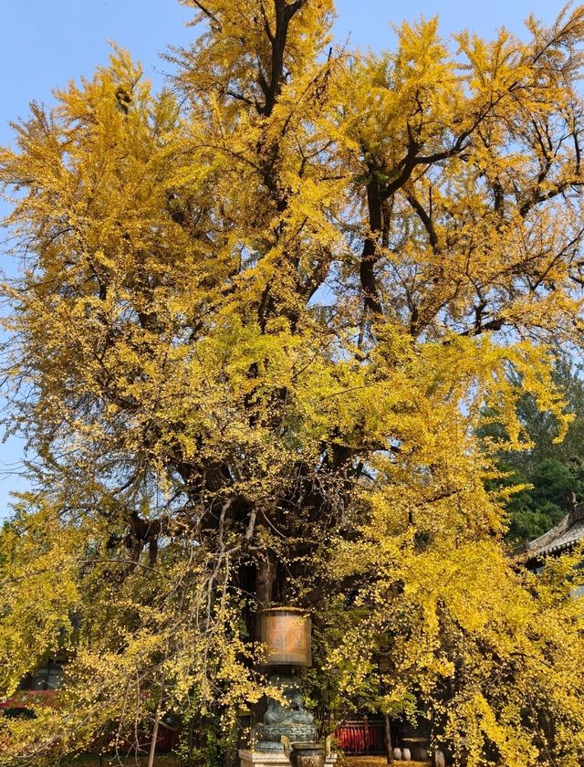 賞銀杏來這裡就對啦 賞銀杏來這裡就對啦