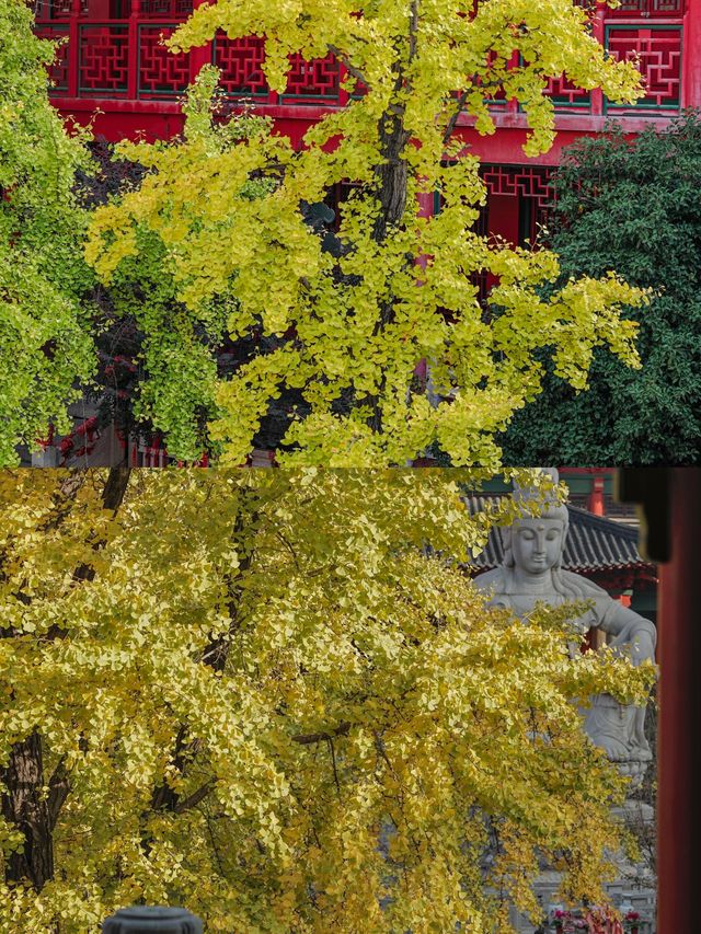 南京｜毗盧寺的銀杏，終於等來了最佳觀賞期！