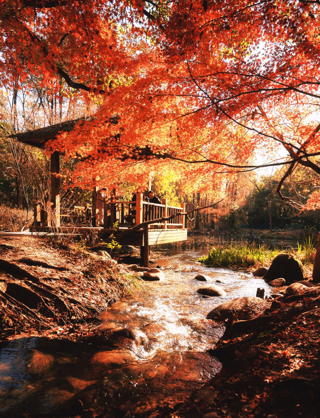 魔都上海的深秋初冬美到窒息徒步拍照聖地機位全公開! 魔都上海的深秋初冬美到窒息徒步拍照聖地機位全公開!