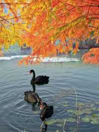 燕雀湖黑天鵝太美啦美如油畫