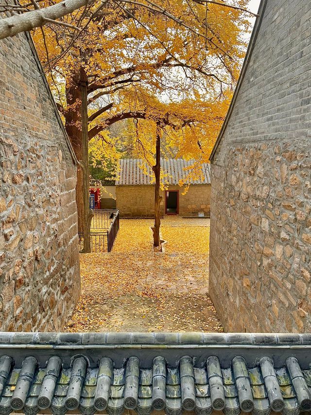 銀杏季現代古建同框