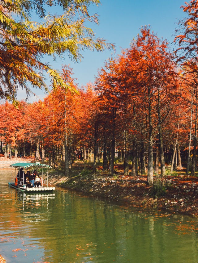 休寧朱村落羽杉｜闖入現實版油畫秋色世界
