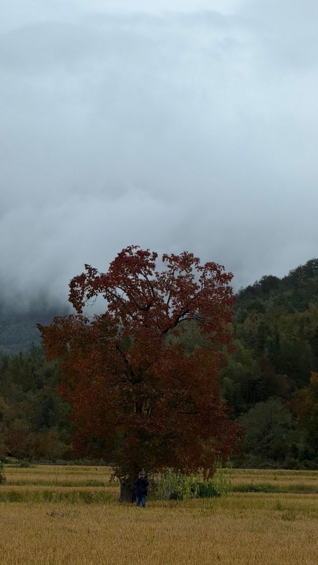 徽州古城秋日漫步