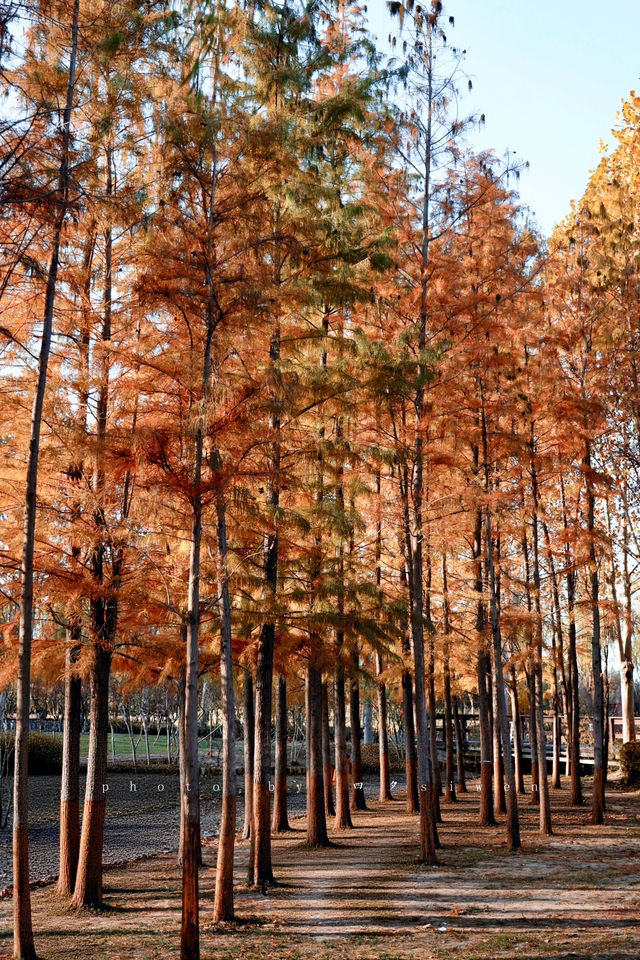 北龍湖的「水上油畫」秋冬限定美到窒息 北龍湖的「水上油畫」秋冬限定美到窒息