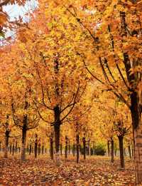 張家樓「楓」景獨好|附賞秋攻略