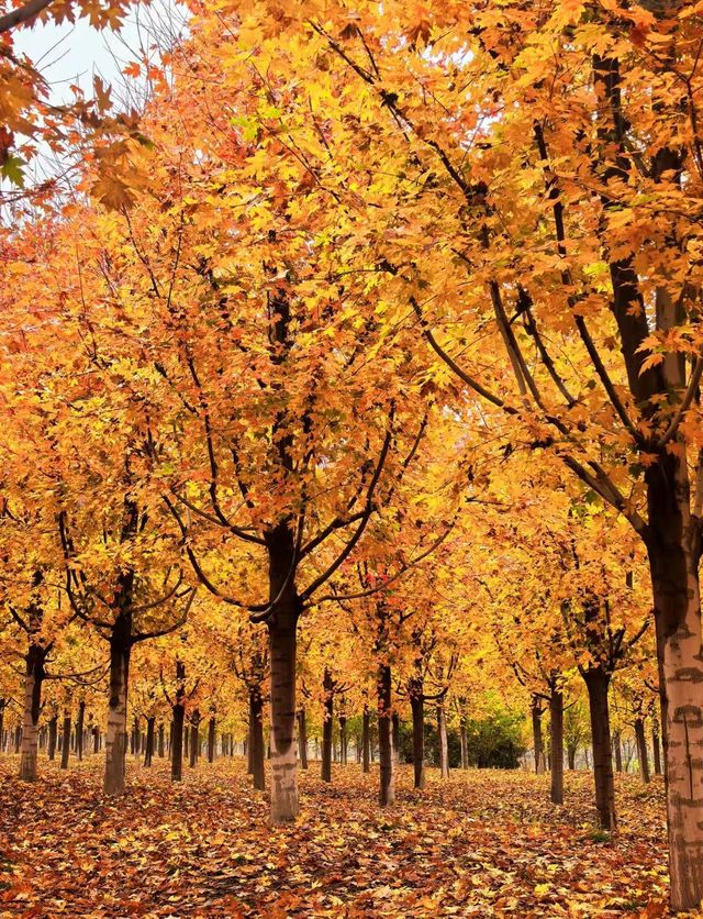 張家樓「楓」景獨好|附賞秋攻略 張家樓「楓」景獨好|附賞秋攻略
