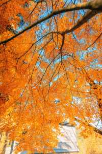 賞楓必去小眾秘境