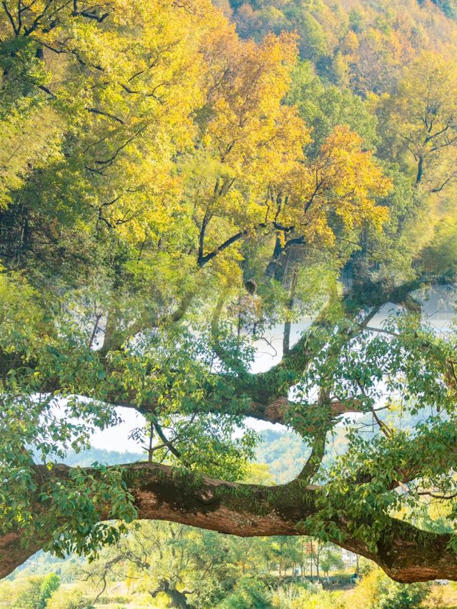 婺源秋色震撼人心！我的2天紅楓秘境打卡攻略