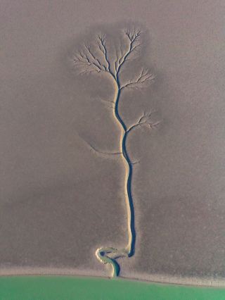 I captured the tidal tree in Dongying with a 2-day, 1-night shooting guide