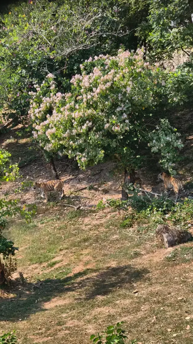 Shenzhen Budget-Friendly Family Outing! Zoo 232 Double Tickets for Unlimited Fun