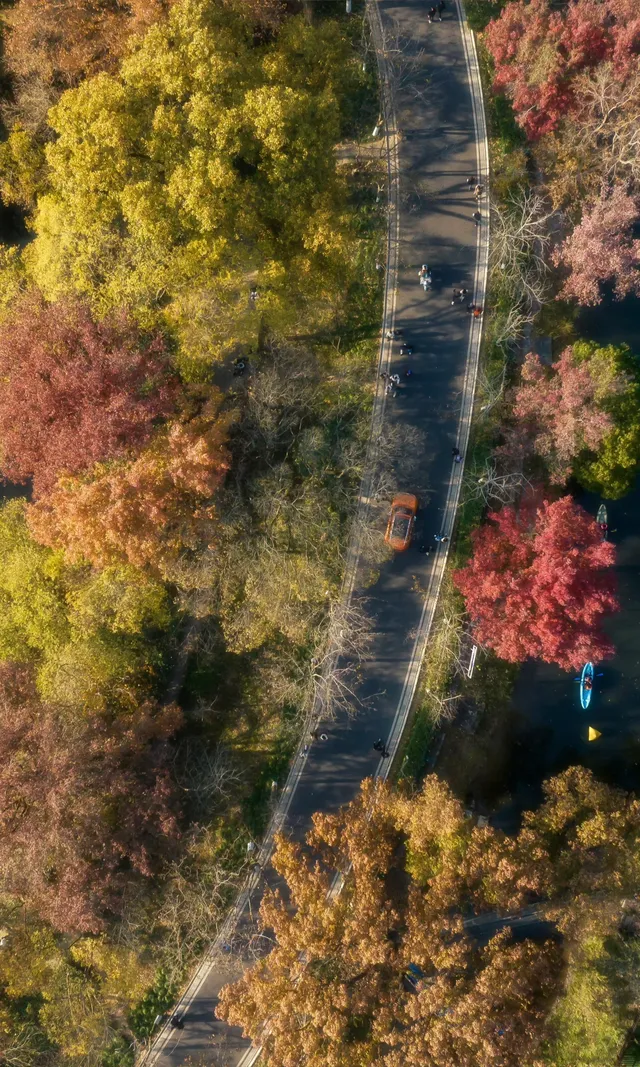 暮秋風起染金陵 我拍到一整個南京的秋天 暮秋風起染金陵 我拍到一整個南京的秋天
