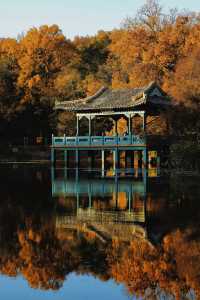 南京賞秋倒數最後10天必打卡的絕美秋色攻略