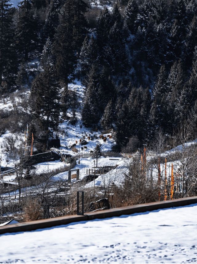 有美隱宿|闖入九寨溝的冬日冰雪詩畫境 有美隱宿|闖入九寨溝的冬日冰雪詩畫境