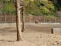 帽子峰林場金黃秋日仙境