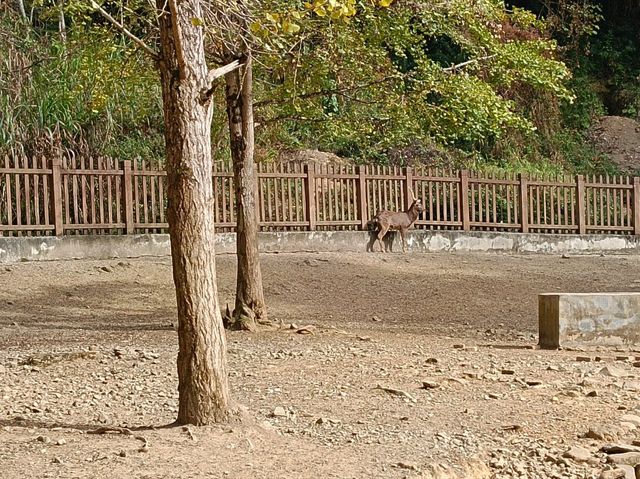 帽子峰林場金黃秋日仙境 帽子峰林場金黃秋日仙境