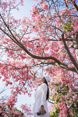 Quanzhou Bombax Blossoms Explosion! The Autumn in This City Is Stunningly Beautiful