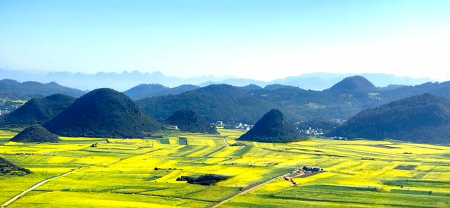 峰叢花田醉我心