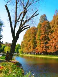 怕你們錯過!再次提醒:共青銀杏濃度已超標