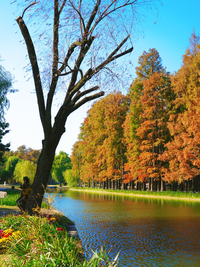 怕你們錯過!再次提醒:共青銀杏濃度已超標 怕你們錯過!再次提醒:共青銀杏濃度已超標