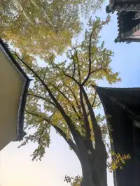 #南京5天#休閒之旅 上篇