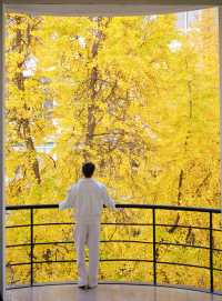 這個銀杏季，成都賞秋地圖攻略來了