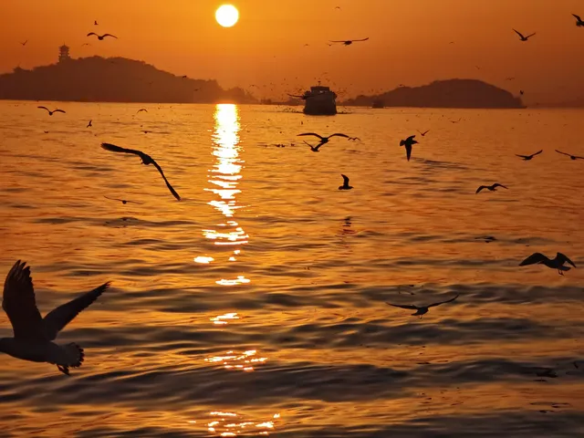 無錫｜鼋頭渚的海鷗從不失約