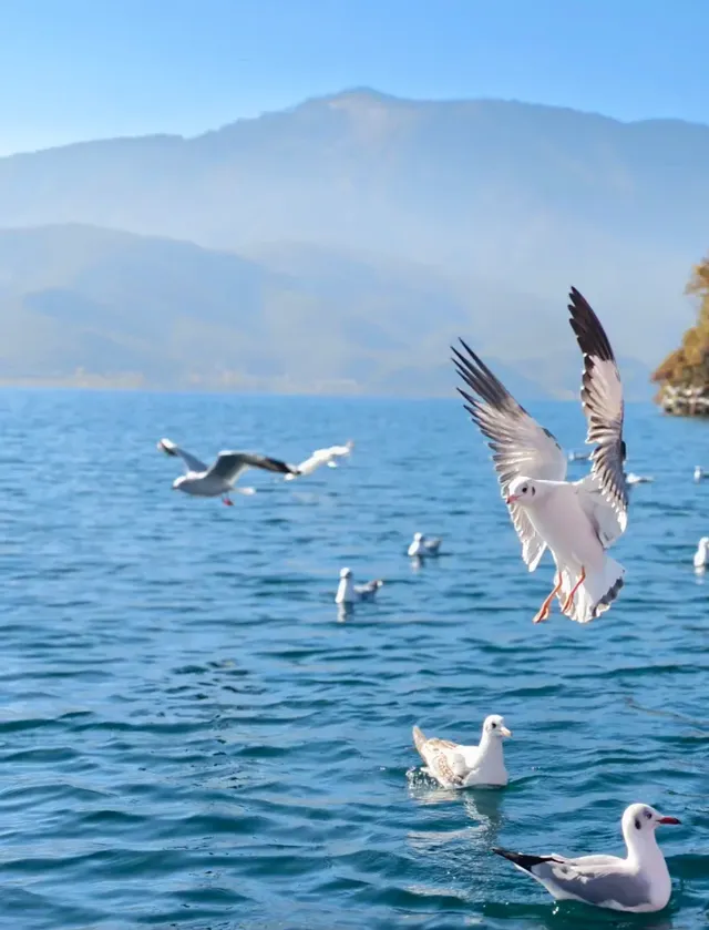 麗江瀘沽湖｜兩天一晚把晨霧+環湖玩明白了